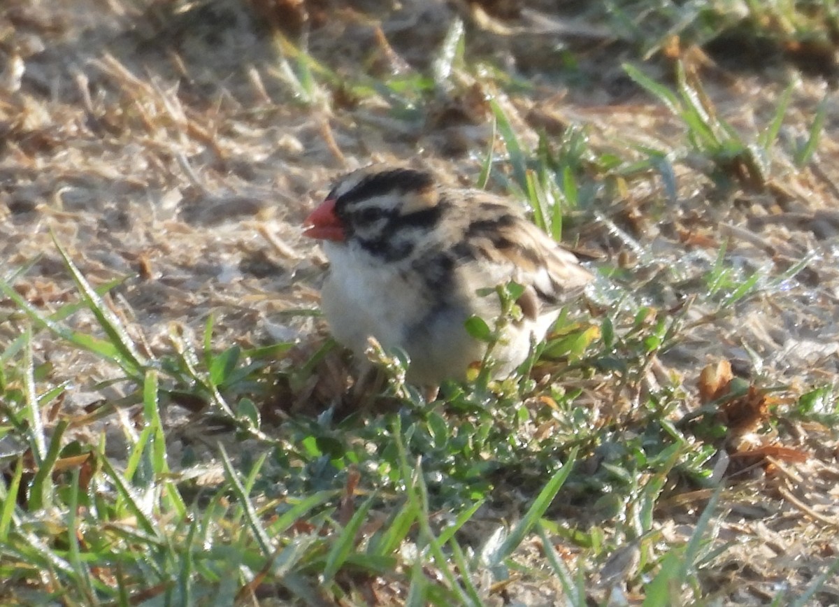 Pin-tailed Whydah - ML642984348