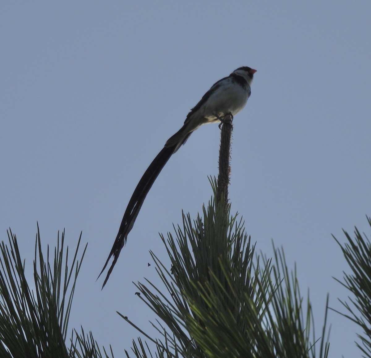 Pin-tailed Whydah - ML642984349