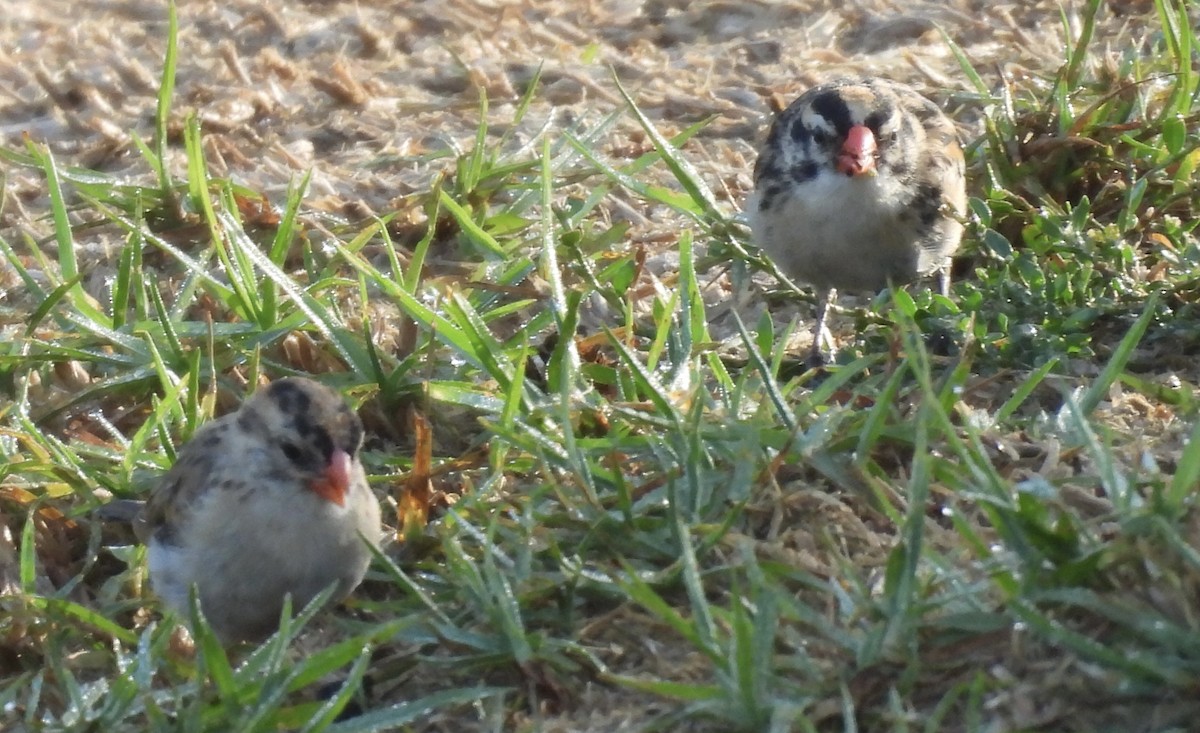 Pin-tailed Whydah - ML642984350