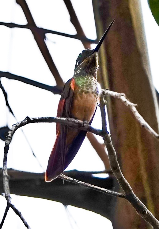 Rainbow Starfrontlet - ML642984353