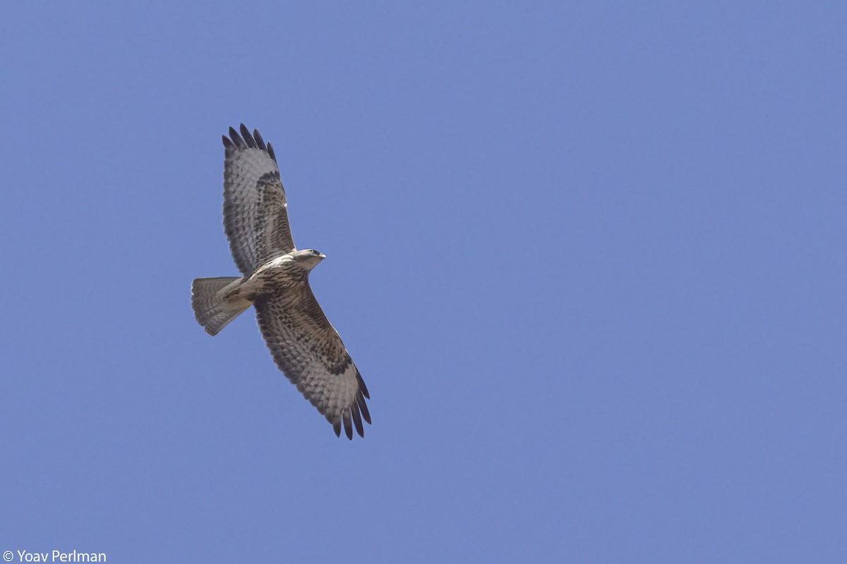 Common Buzzard (Steppe) - ML642984359