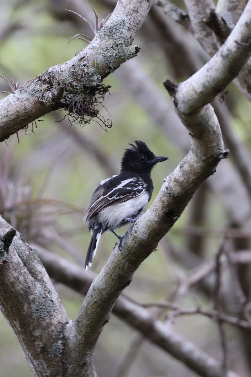 Black-backed Antshrike - ML642984384