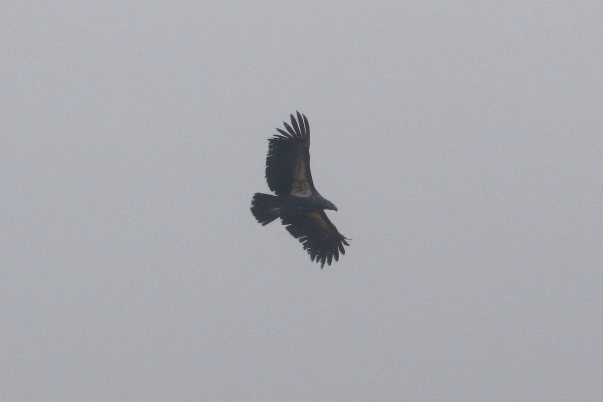 California Condor - ML642984425