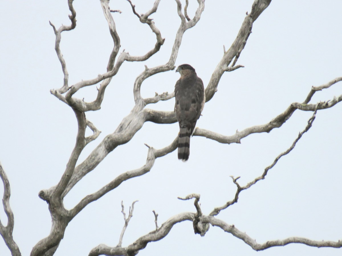 Cooper's Hawk - ML642984426