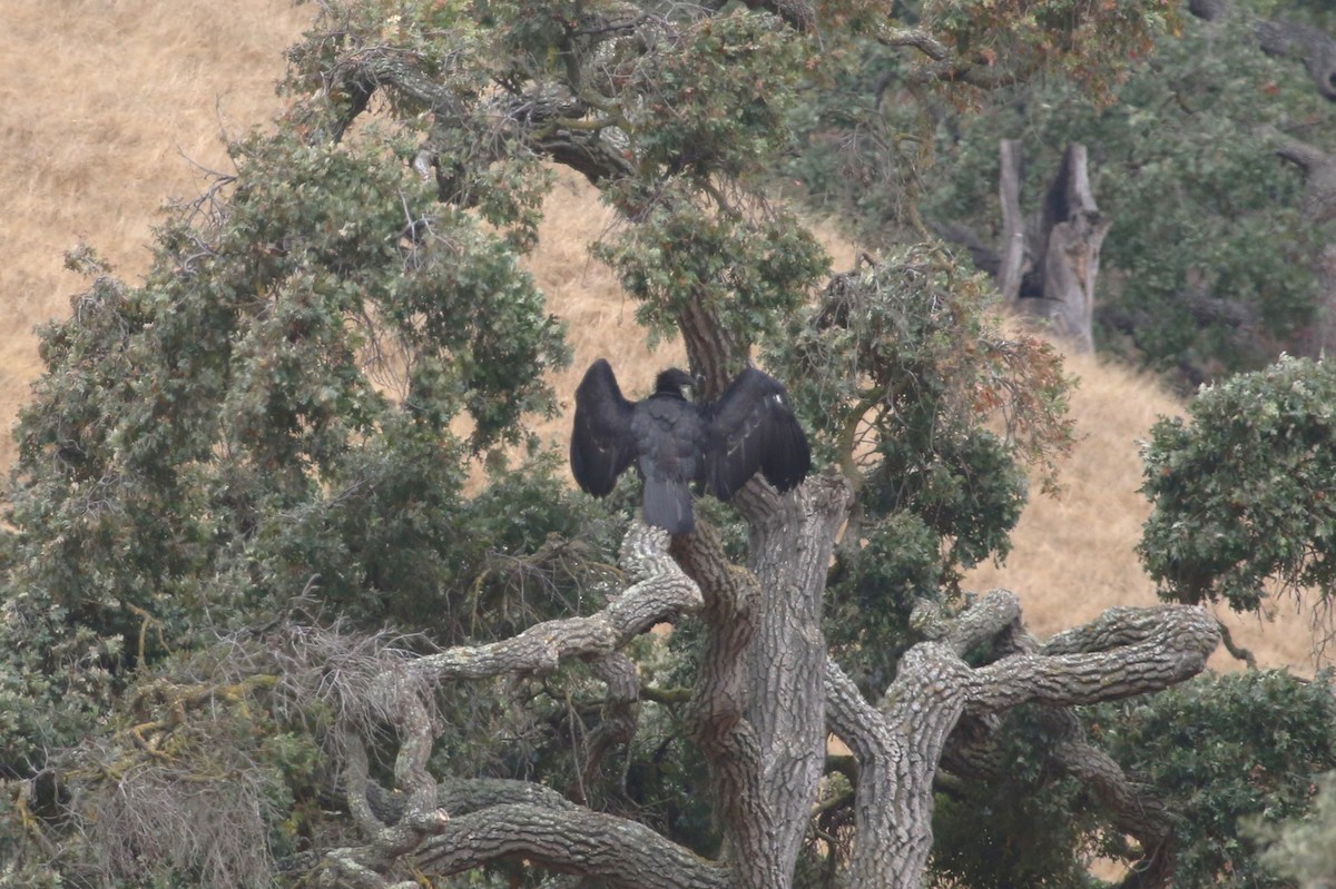 California Condor - ML642984427