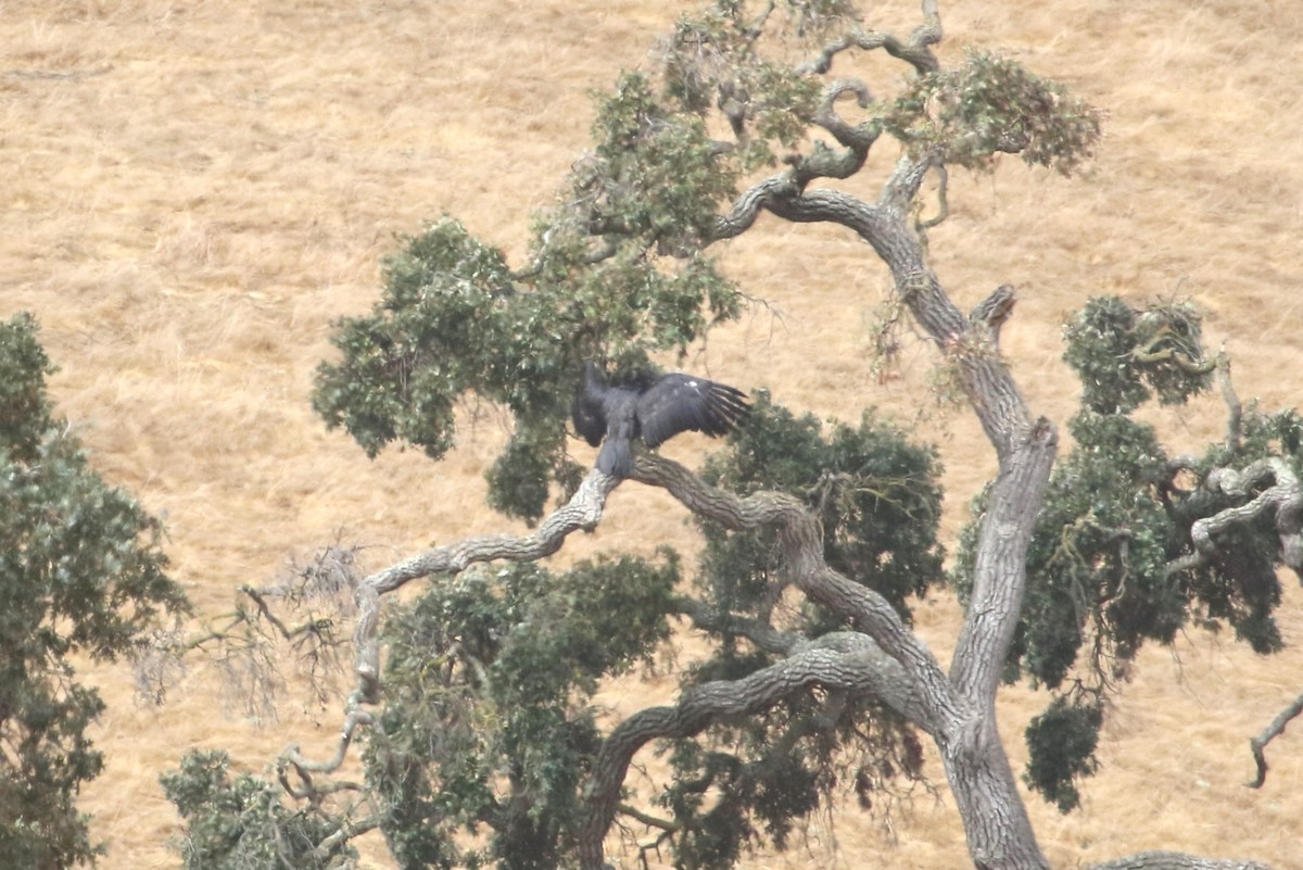 California Condor - ML642984428