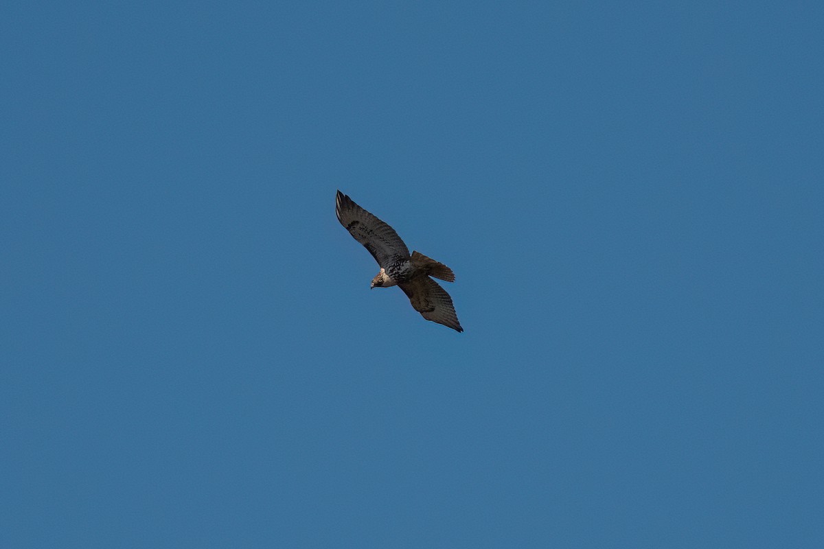 Red-tailed Hawk - ML642984458