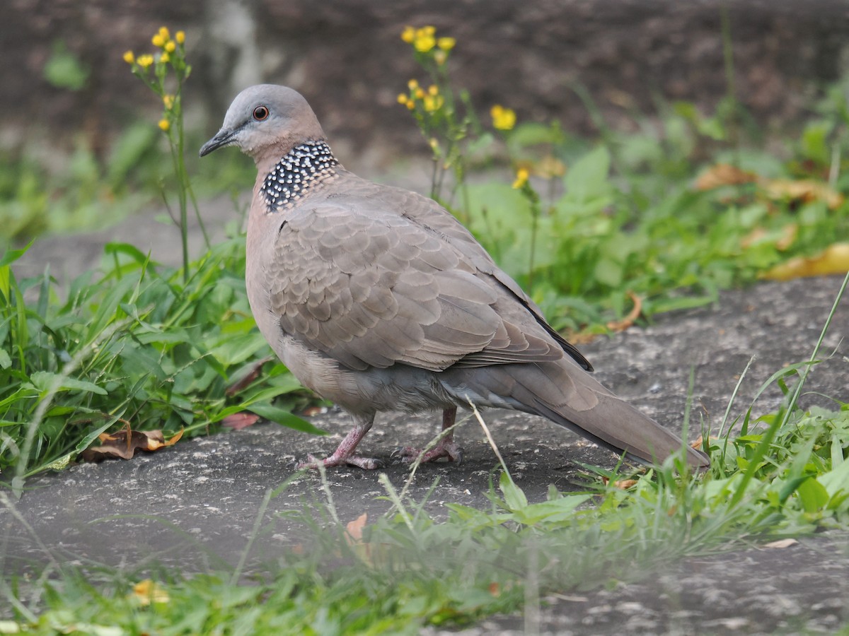 Spotted Dove - ML642984461
