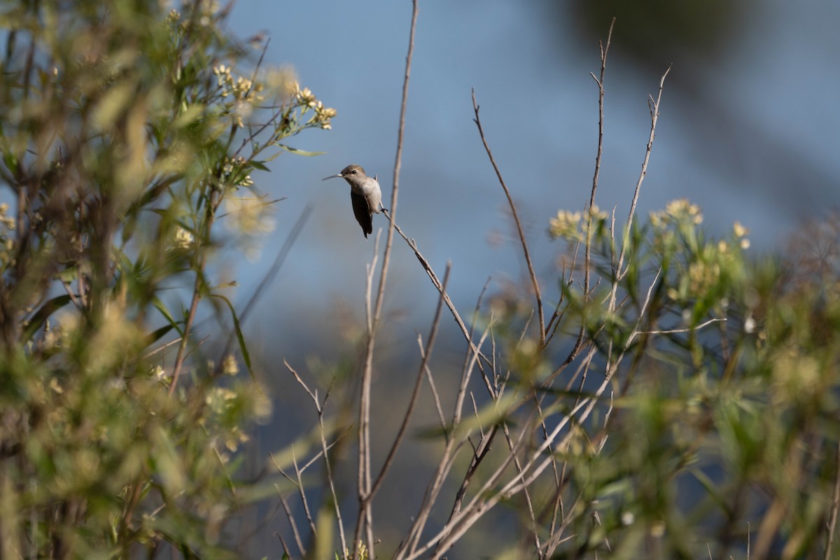 Black-chinned Hummingbird - ML642984465
