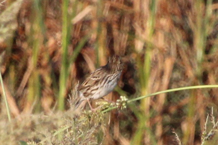 稀樹草鵐 - ML642984470