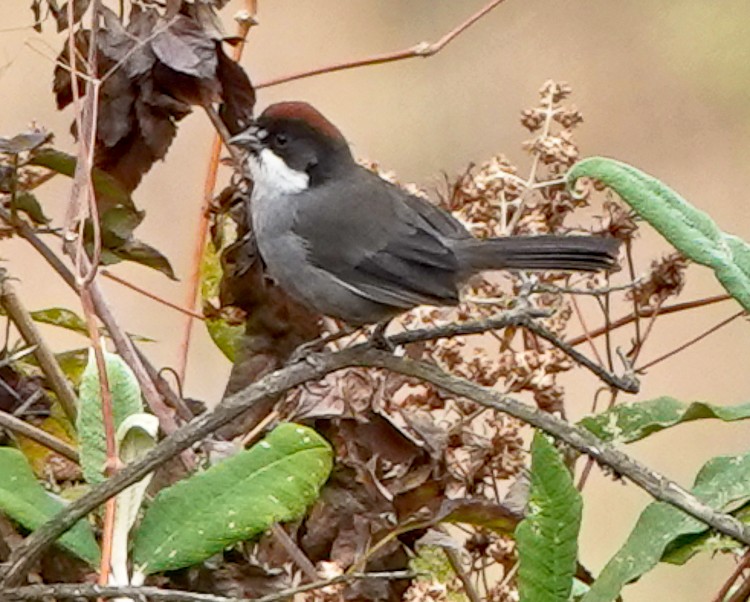 Bay-crowned Brushfinch - ML642984479