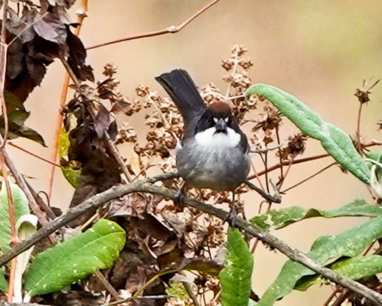 Bay-crowned Brushfinch - ML642984480
