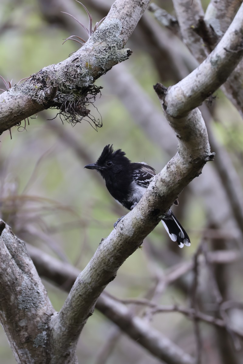 Black-backed Antshrike - ML642984490
