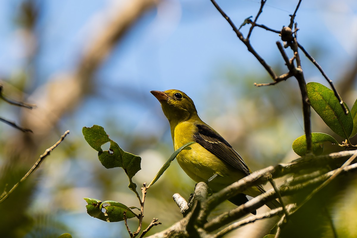Piranga écarlate - ML642984492