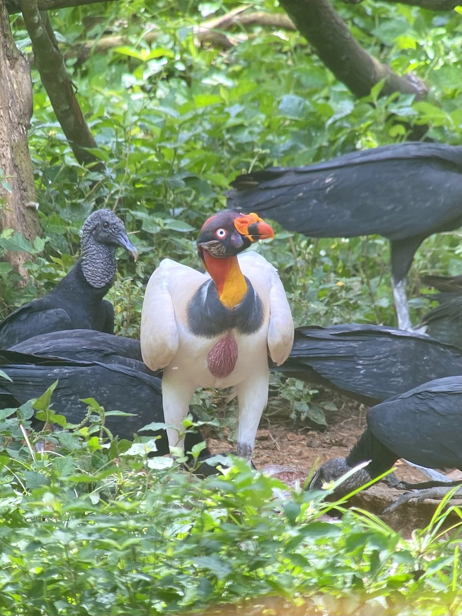 King Vulture - ML642984497