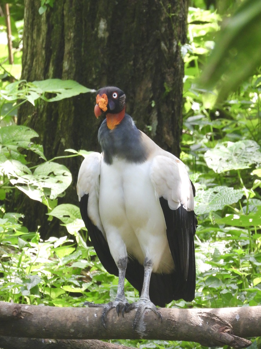 King Vulture - ML642984498