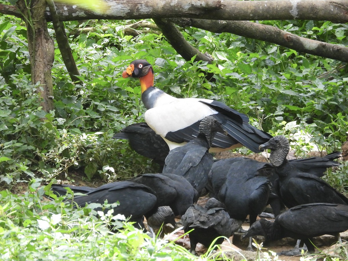 King Vulture - ML642984499