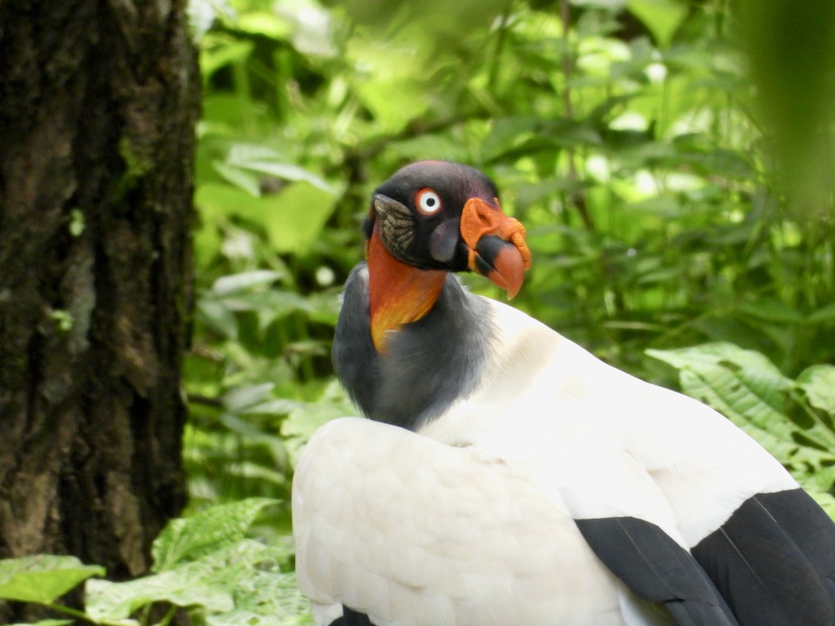 King Vulture - ML642984500