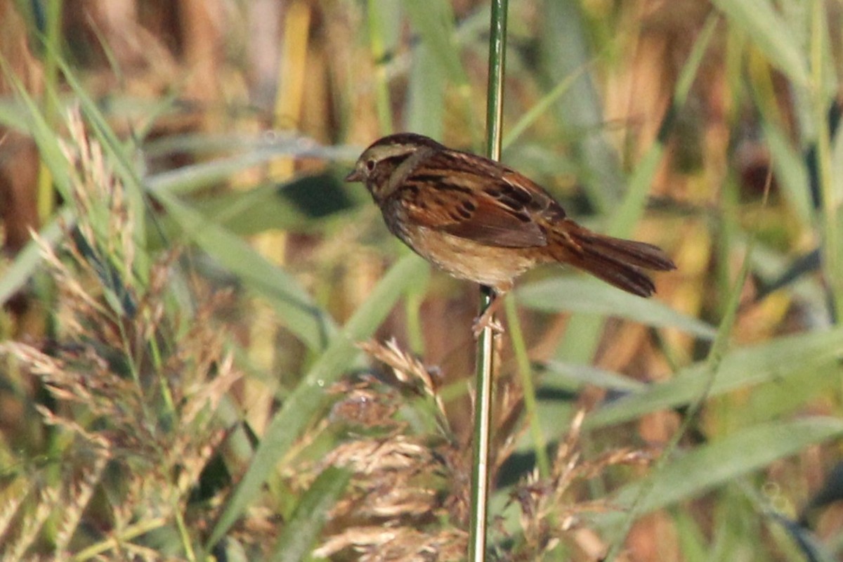 Swamp Sparrow - ML642984502