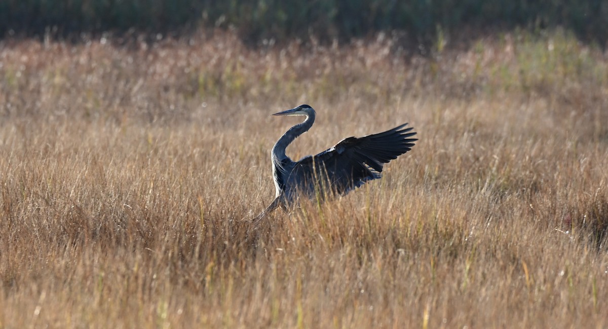 Great Blue Heron - ML642984503