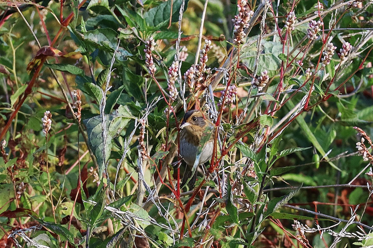 Nelson's Sparrow - ML642984513