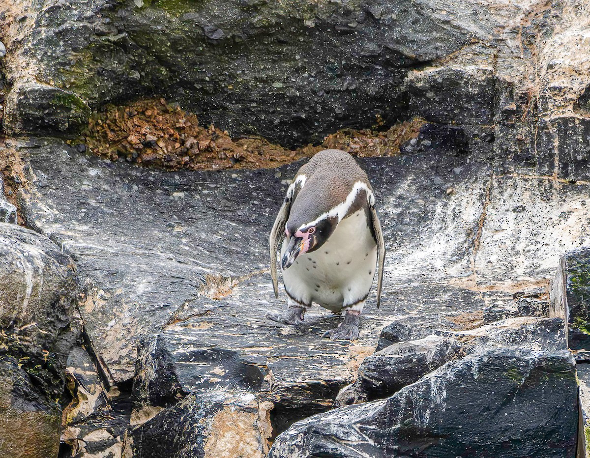 Humboldt Pengueni - ML642984531