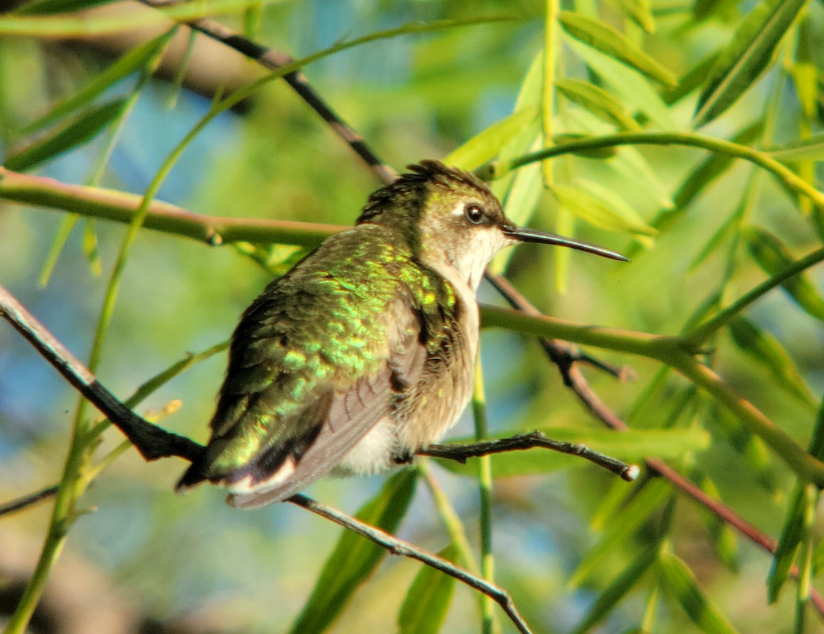 Yakut Boğazlı Kolibri - ML642984542