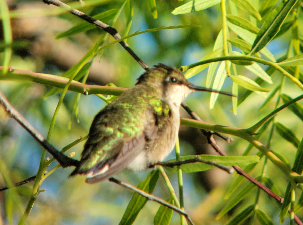 Yakut Boğazlı Kolibri - ML642984543