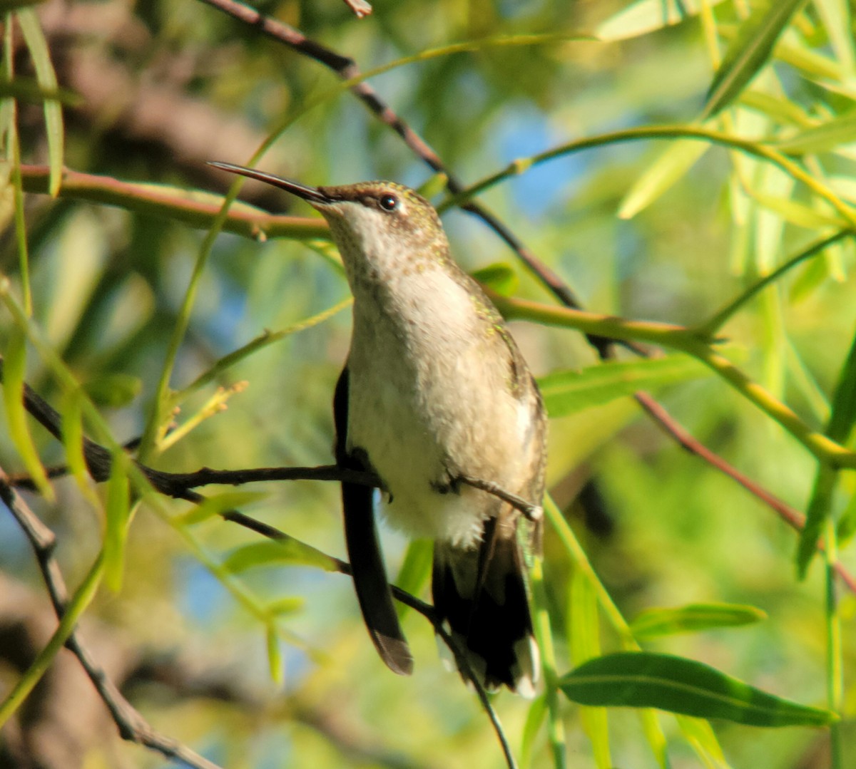 Yakut Boğazlı Kolibri - ML642984546