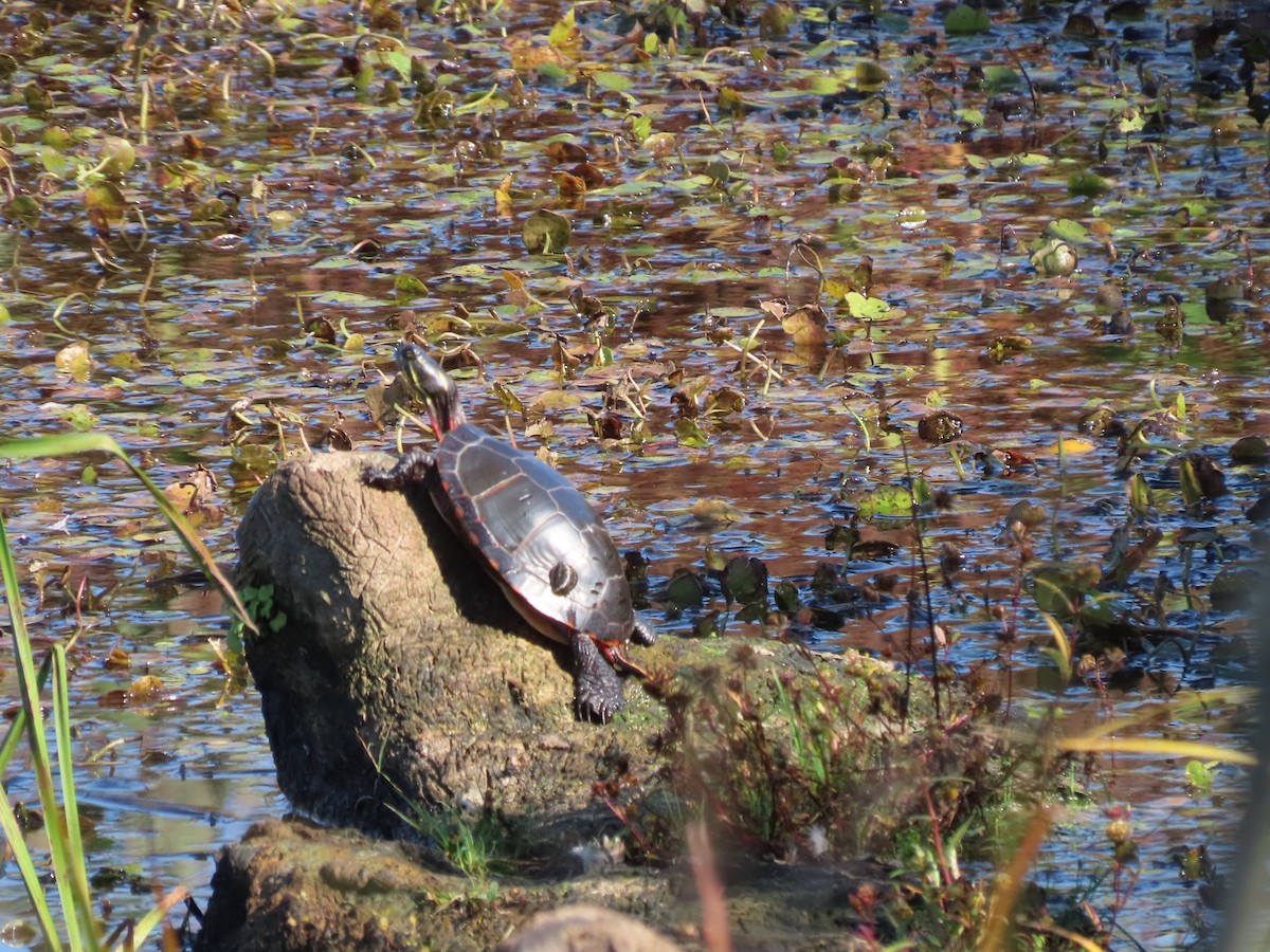 Painted Turtle - ML642984563