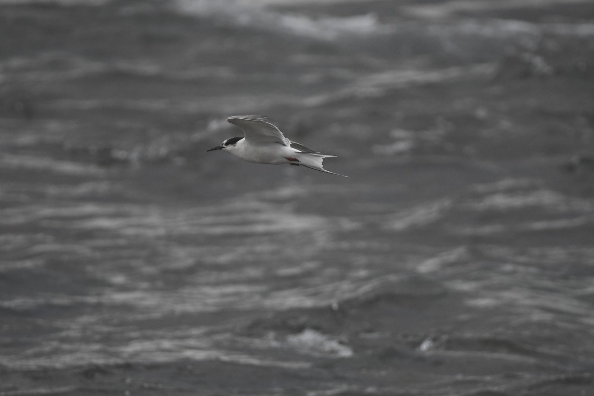Common Tern - ML642984565