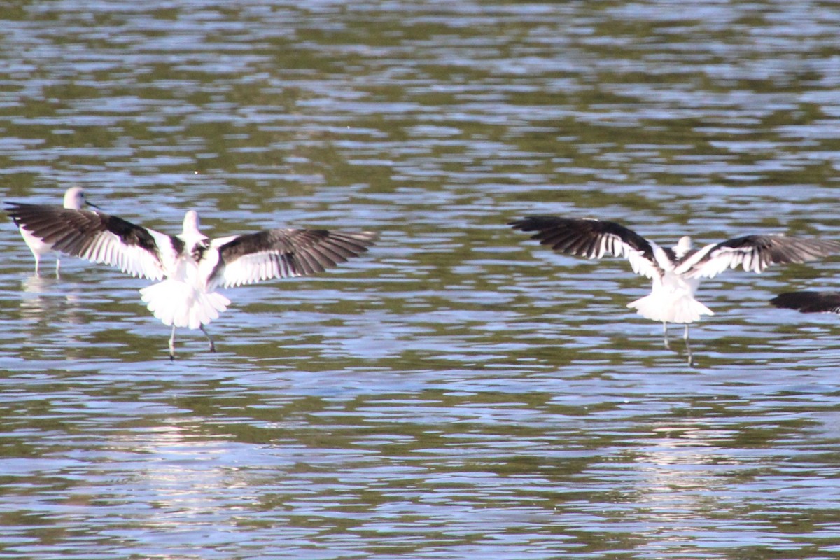 American Avocet - ML642984566
