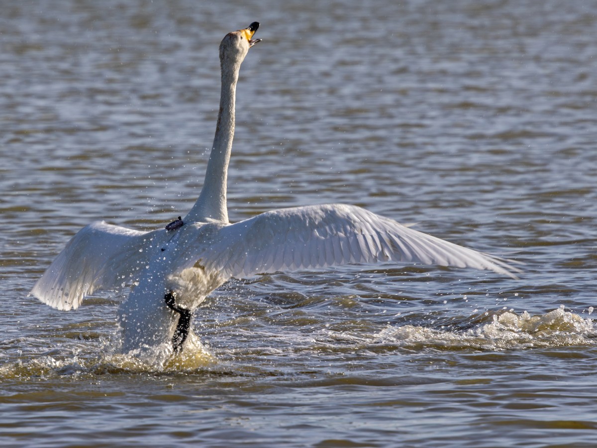 Cygne chanteur - ML642984567