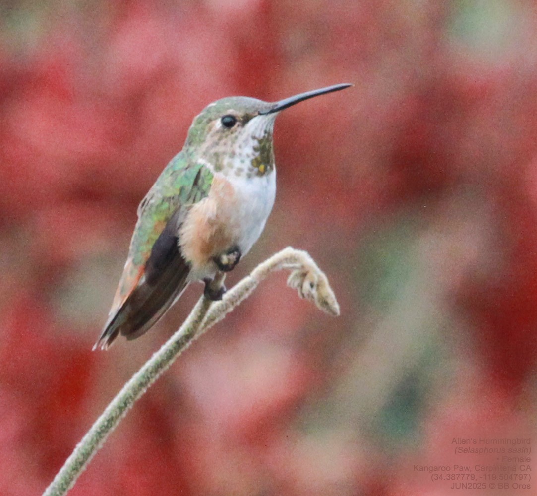 Allen's Hummingbird - ML642984575