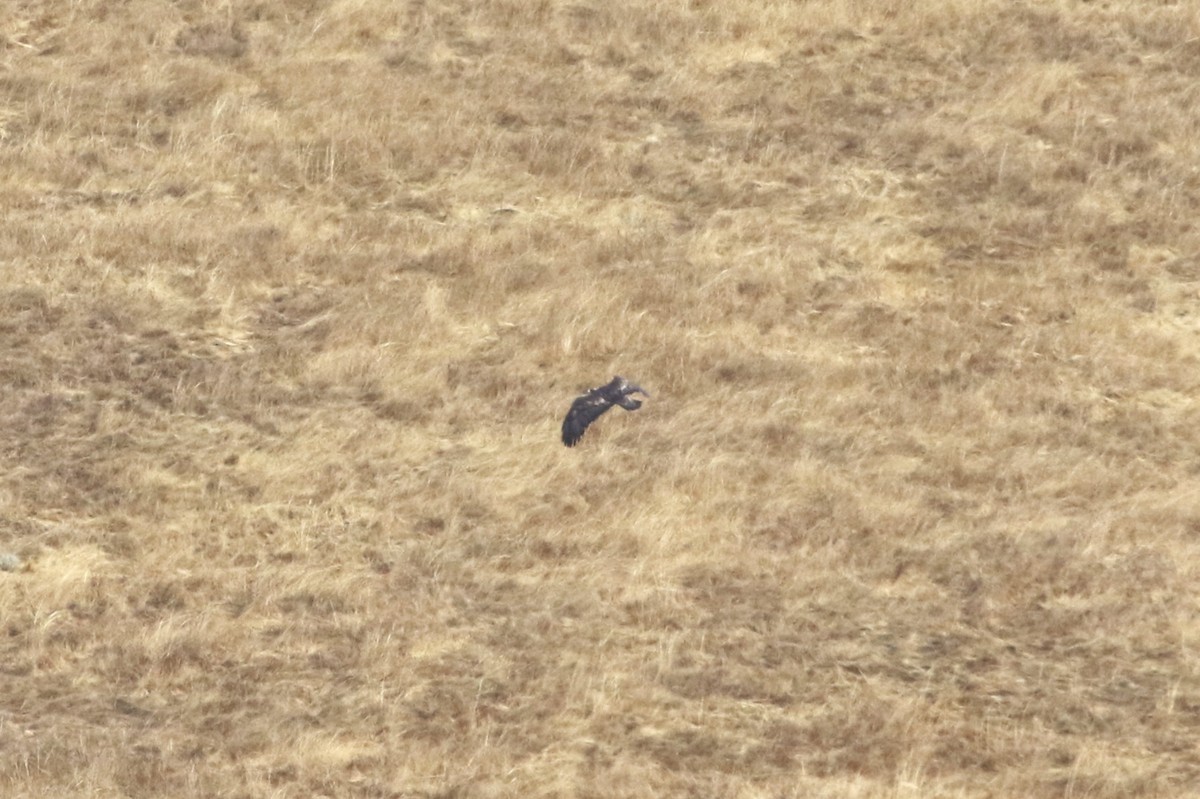 Golden Eagle - ML642984579