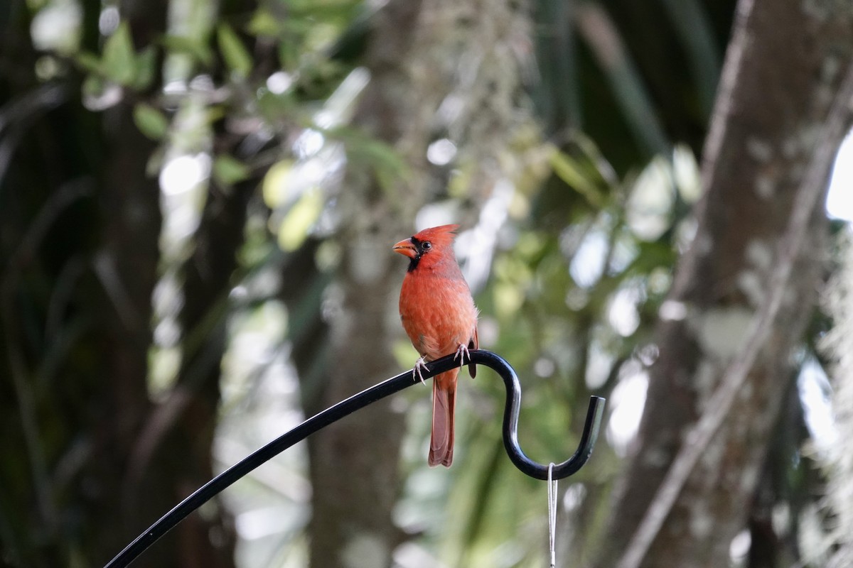 Northern Cardinal - ML642984582