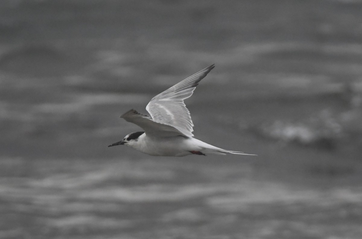 Common Tern - ML642984588