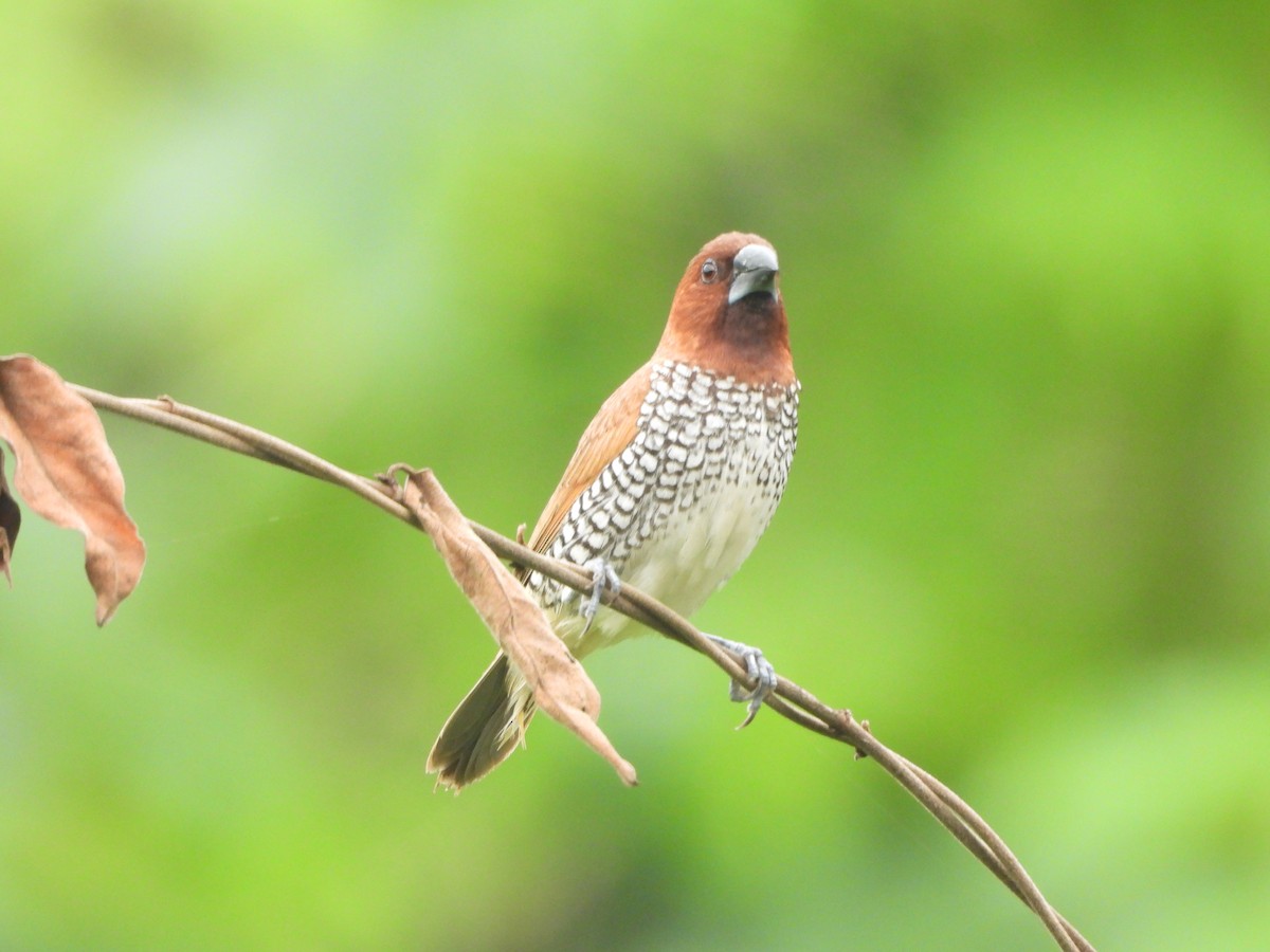 Scaly-breasted Munia - ML642984599