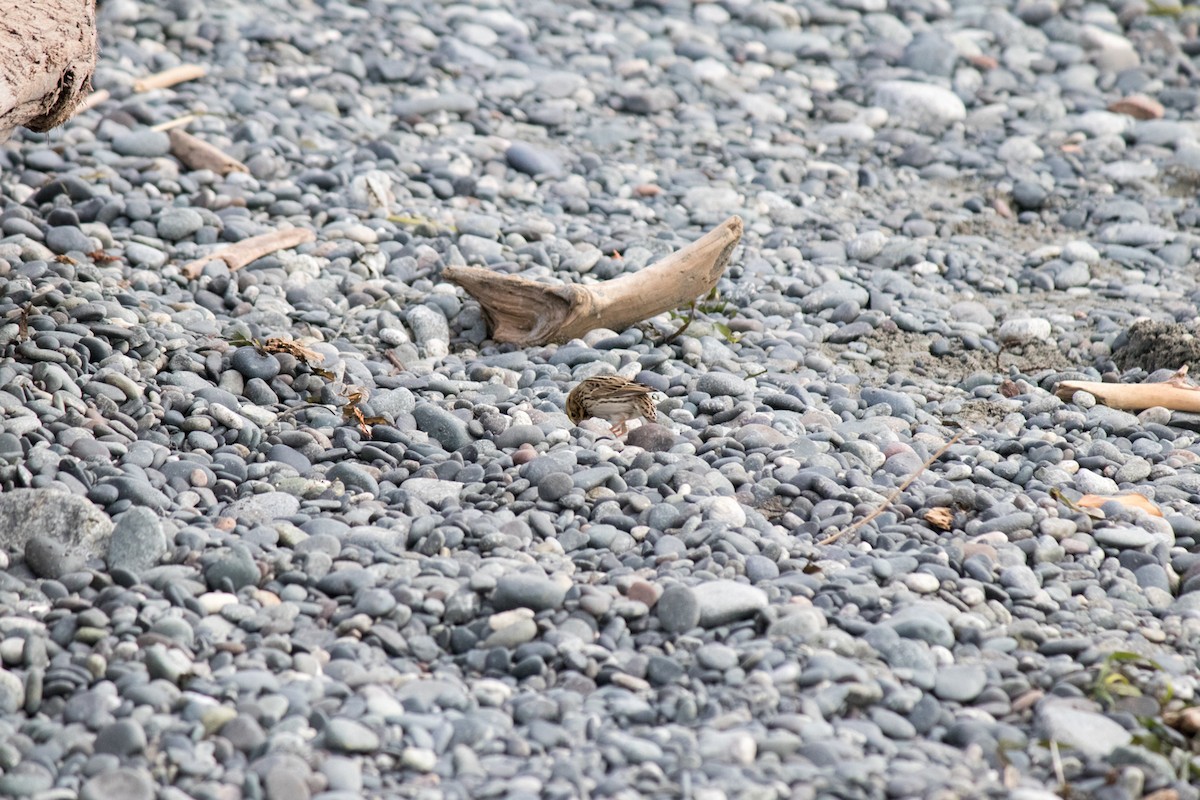 Savannah Sparrow - ML642984601