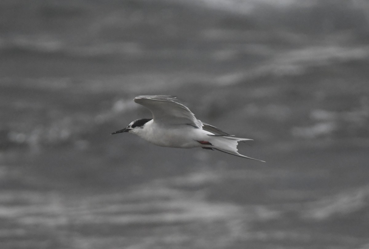 Common Tern - ML642984610