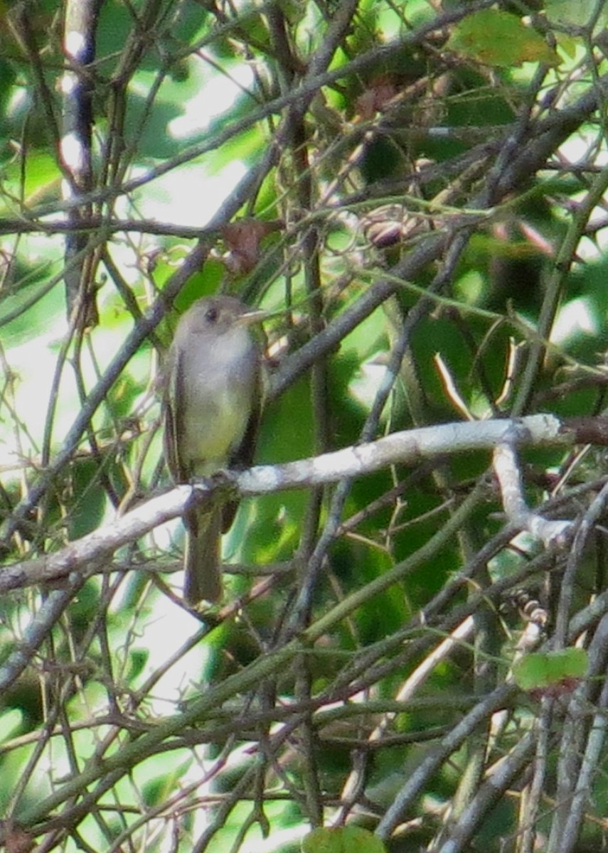 Eastern Wood-Pewee - ML642984611