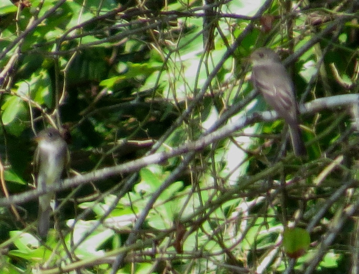 Acadian Flycatcher - ML642984612
