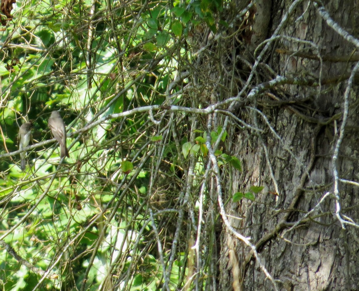 Acadian Flycatcher - ML642984613