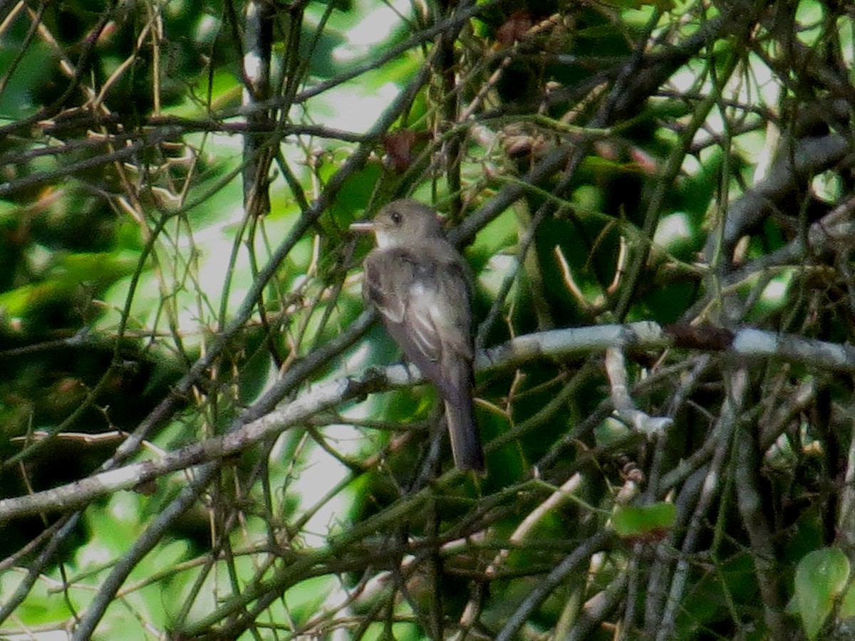 Acadian Flycatcher - ML642984614
