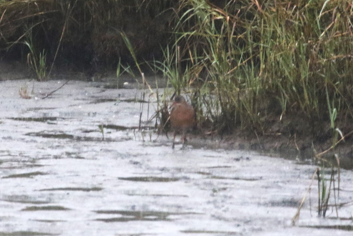 Ridgway's Rail (San Francisco Bay) - ML642984618