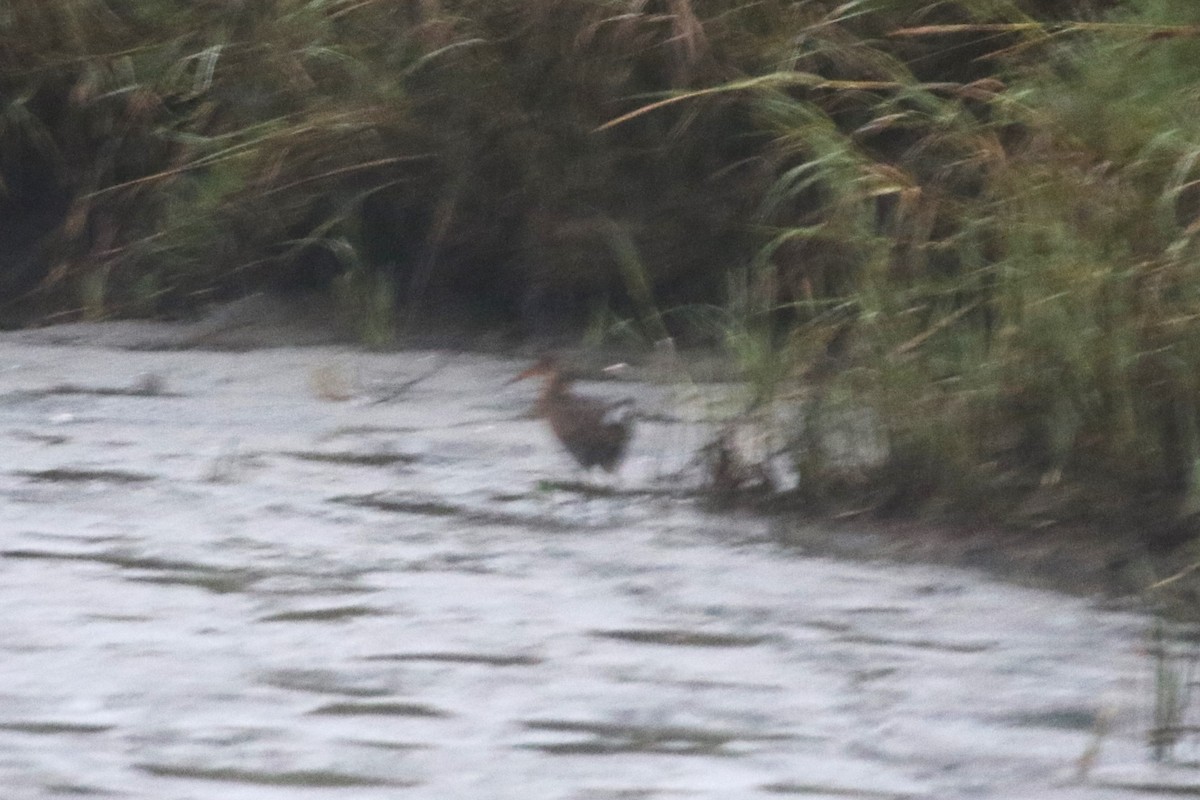 Ridgway's Rail (San Francisco Bay) - ML642984619