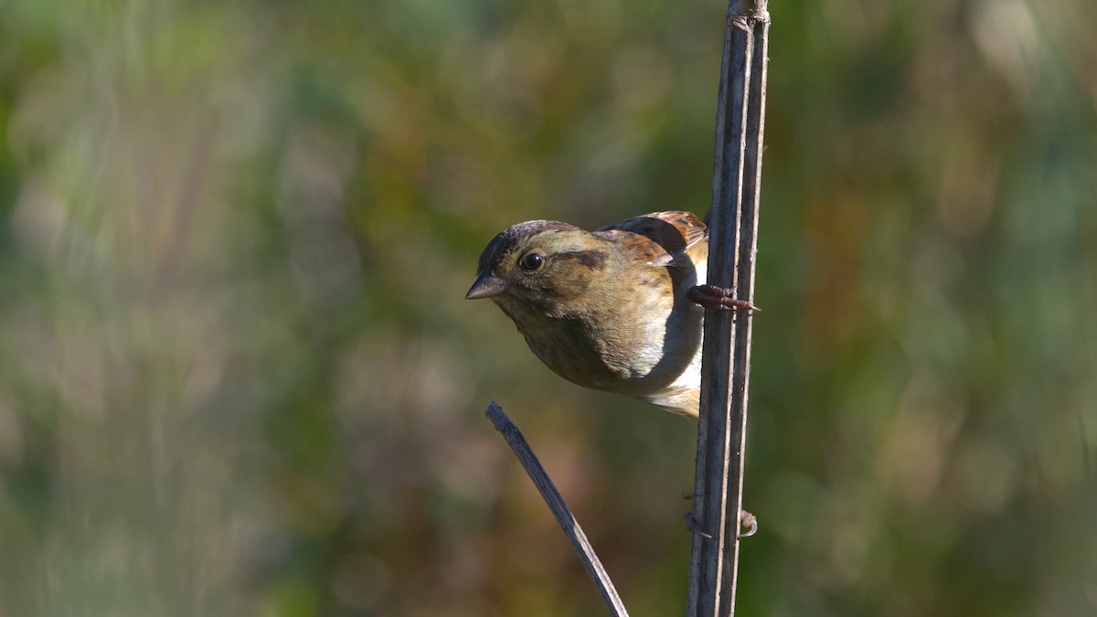 Swamp Sparrow - ML642984621