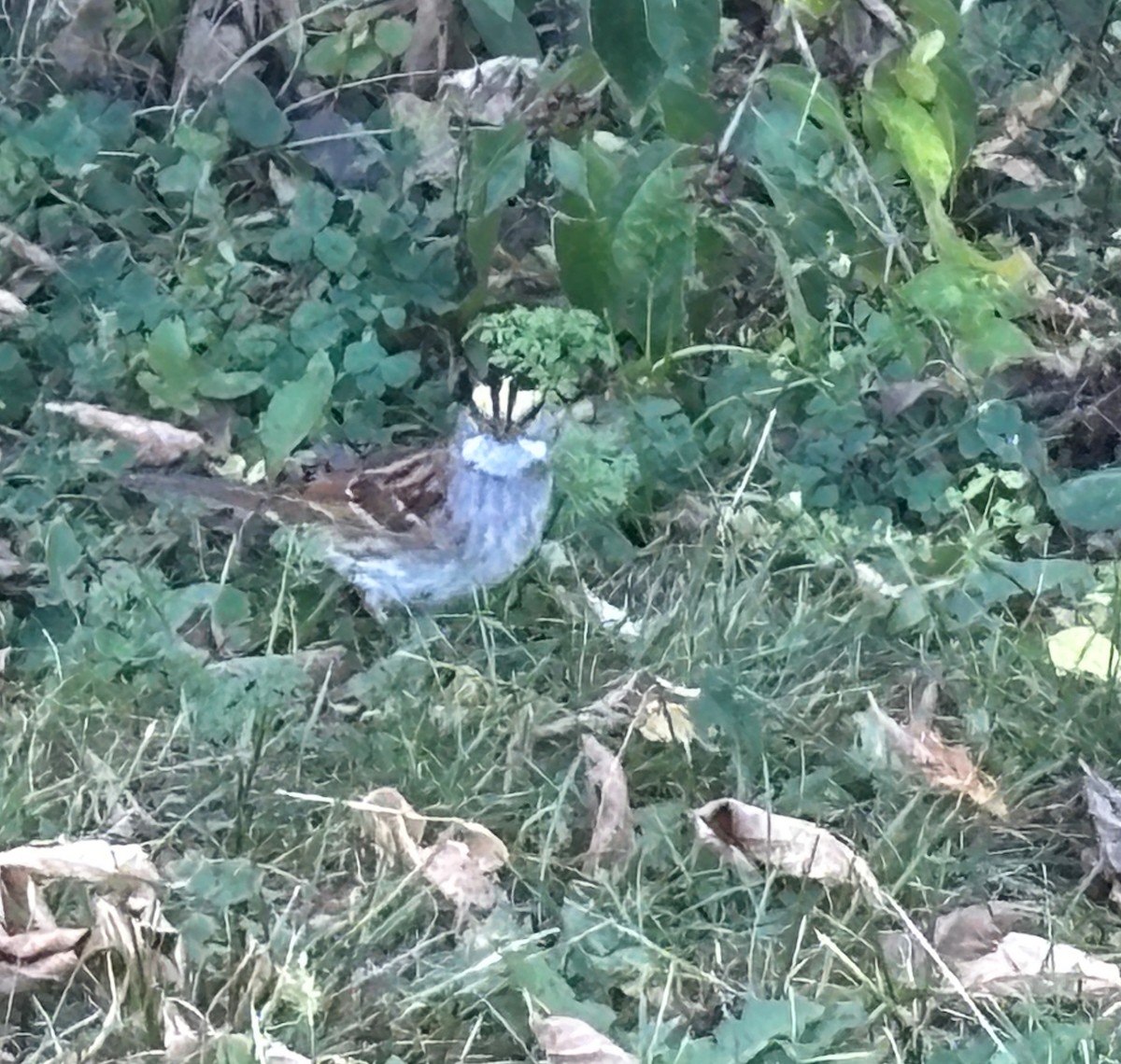 White-throated Sparrow - ML642984623