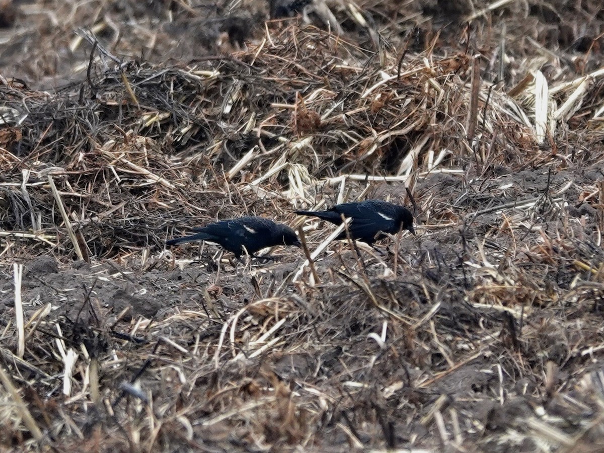 Tricolored Blackbird - ML642984624