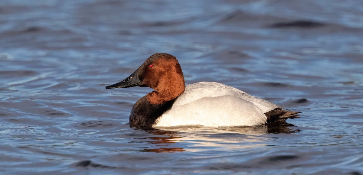 Canvasback - ML642984625
